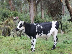 Sendero Al Río Teusacá – Bioparque Casa Colibrí – Vereda El Verjón de Teusacá