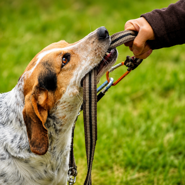 Aventura Canina: Senderismo con Perros y Mascotas en Bogota
