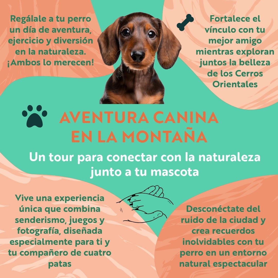 Aventura Canina: Senderismo y Conexión en la Montaña - Imagen 2