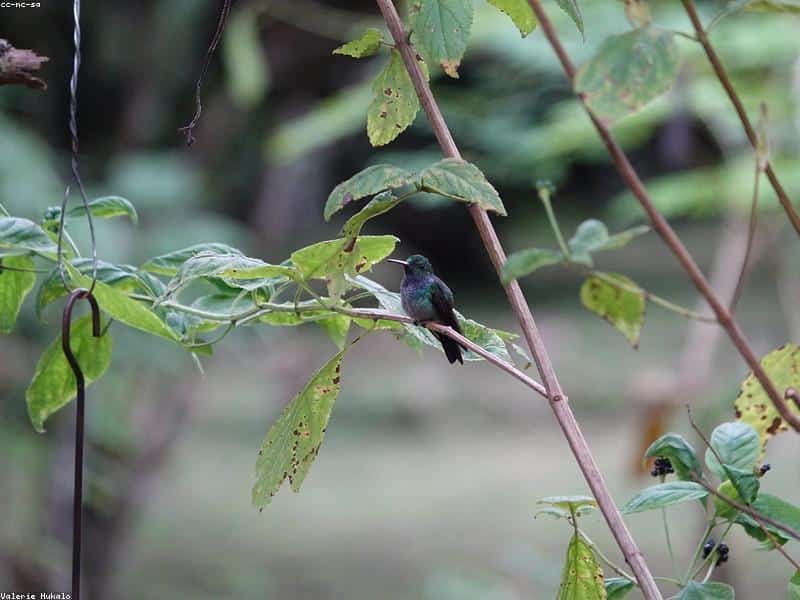 Colibrí en el bosque andino